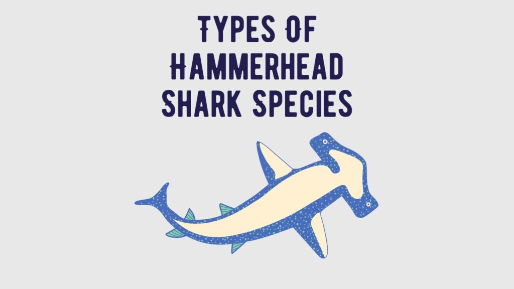 Types Of Hammerhead Shark Species Exploring The Diversity Shark Truth