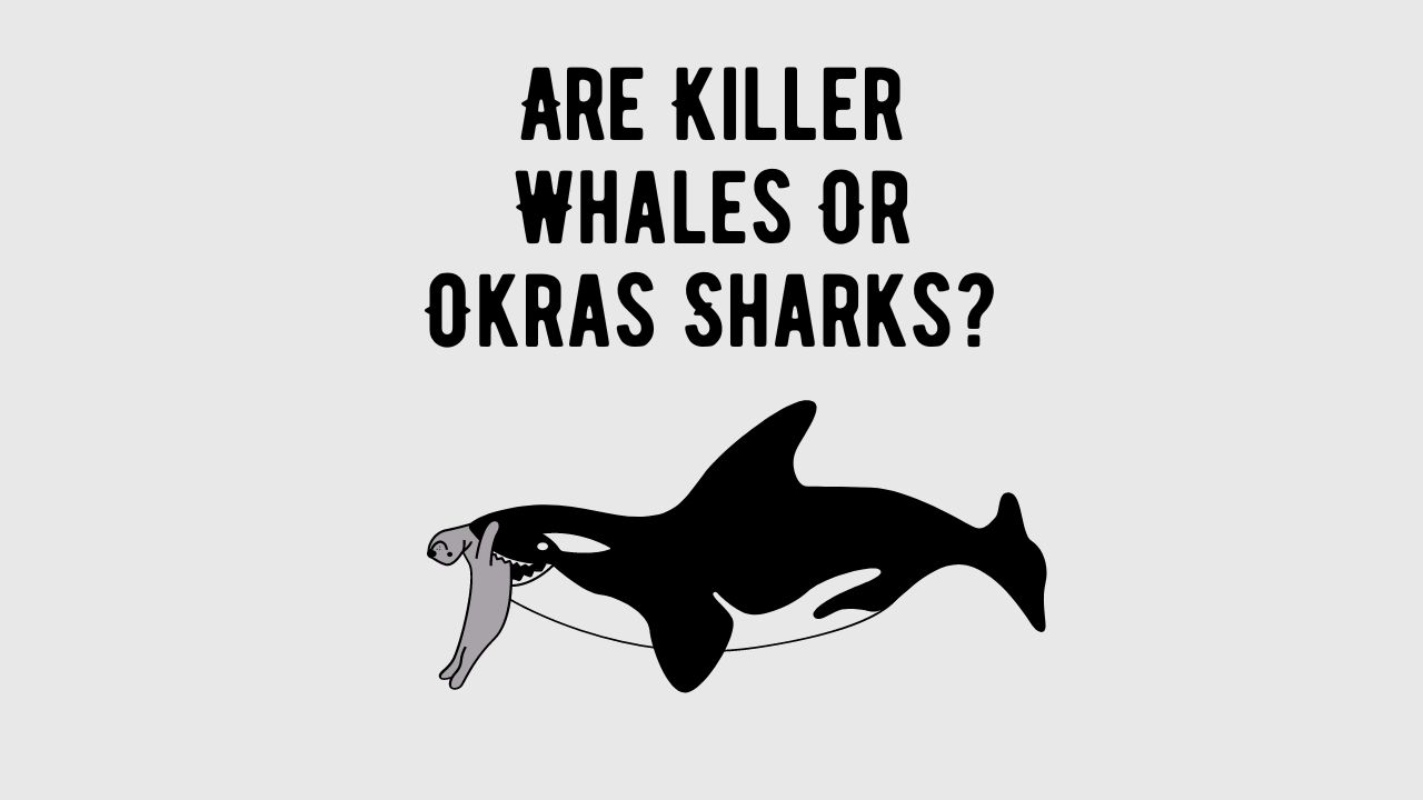 Are Killer Whales Or Okras Sharks? - Shark Truth