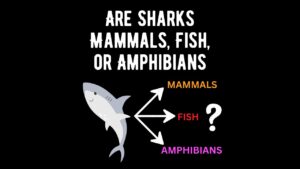 Are Sharks Mammals, Fish, or Amphibians