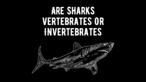 Are Sharks Vertebrates Or Invertebrates