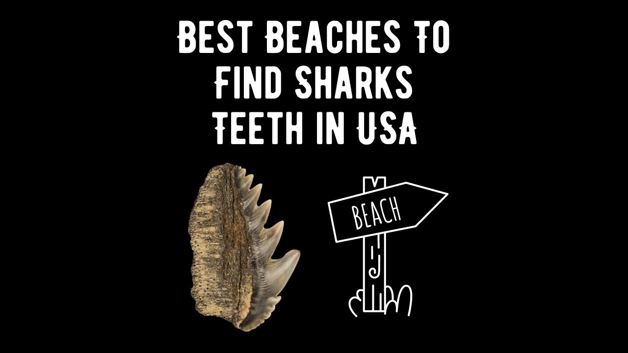 Best Beaches To Find Sharks Teeth in USA