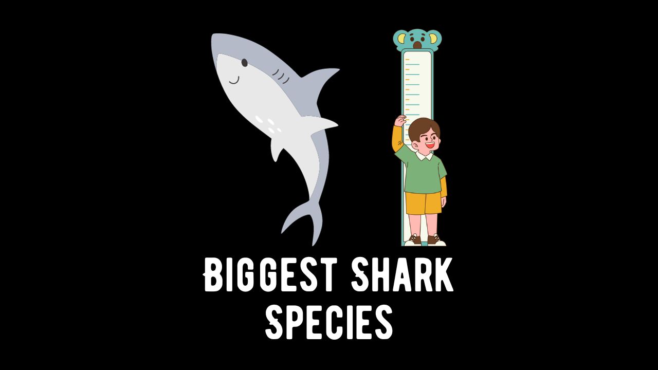 Biggest Shark Species