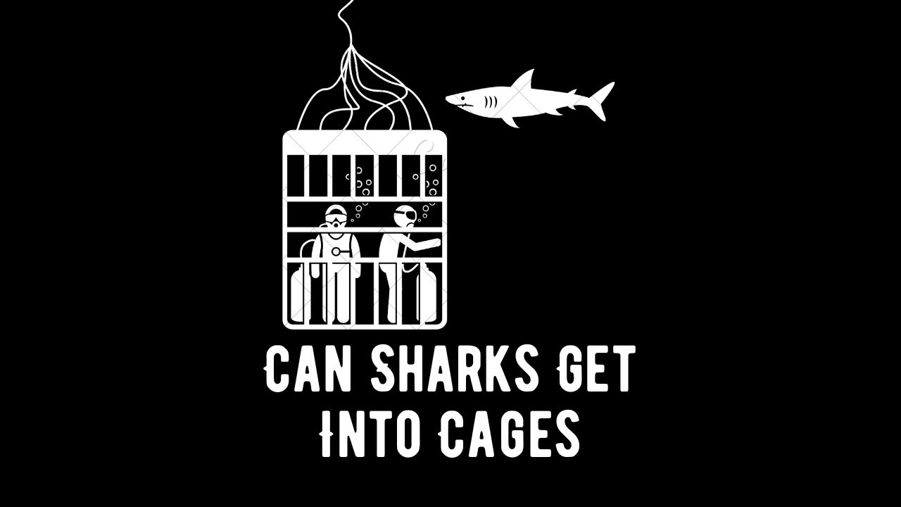 Can Sharks Get Into Shark Cages