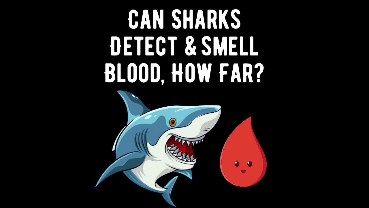 Can sharks smell blood