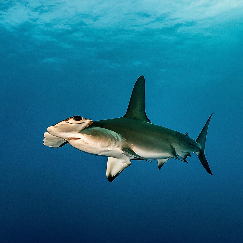 9 Types Of Hammerhead Shark Species: Exploring the Diversity - Shark Truth