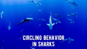 Circling Behavior in Sharks