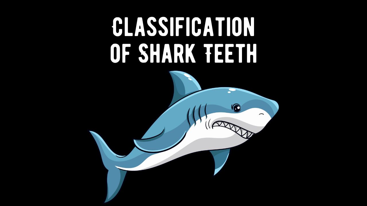 Classify Shark Teeth