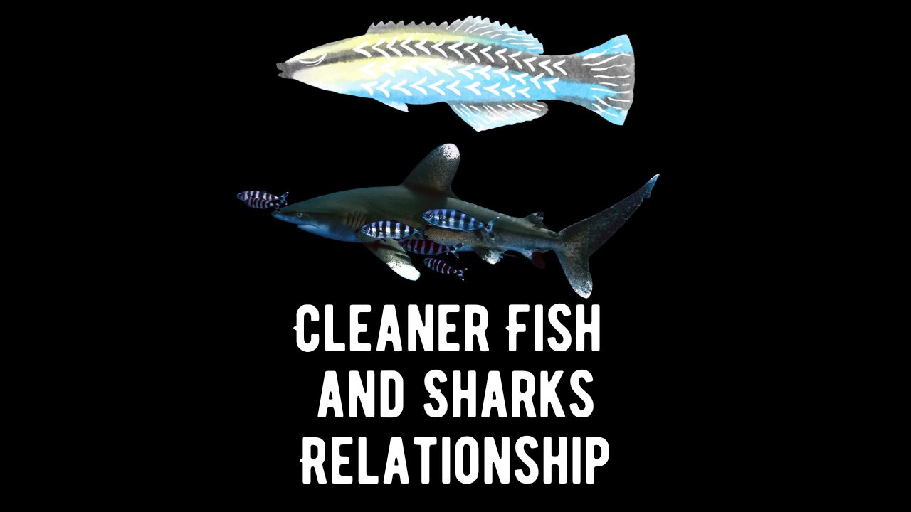 Cleaner Fish and Sharks Relationship