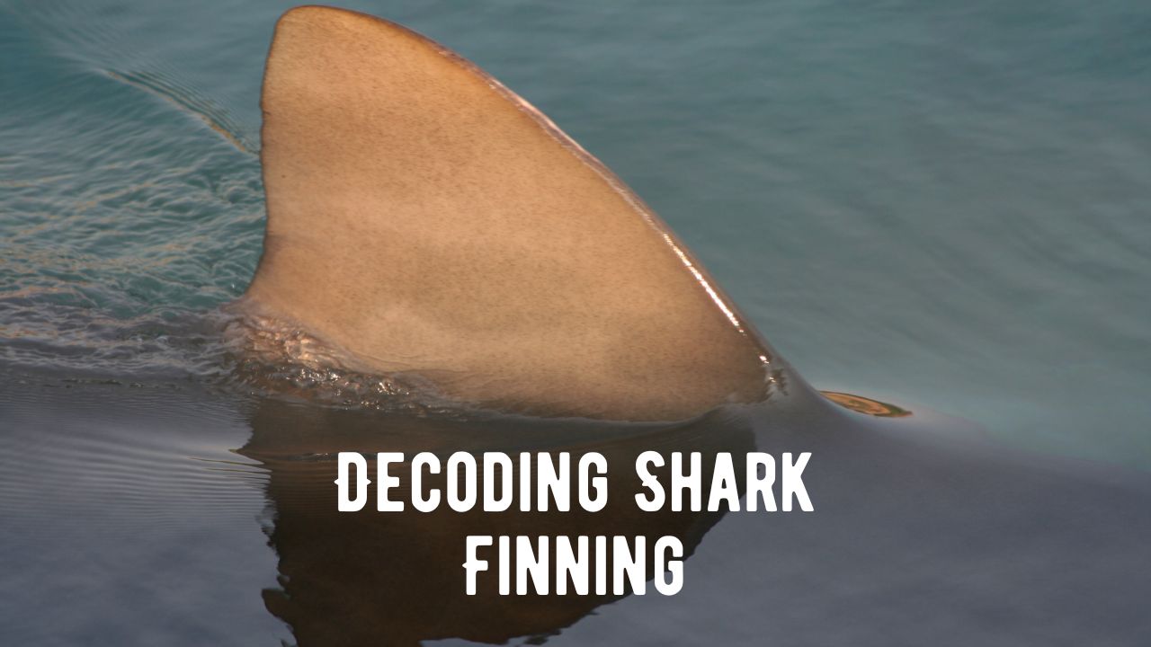 Decoding Shark Finning