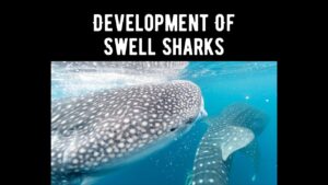 Development Of Swell Sharks