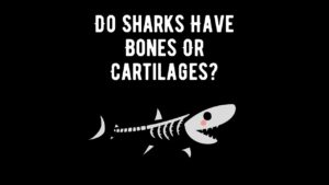 Do Sharks Have Bones Or Cartilages