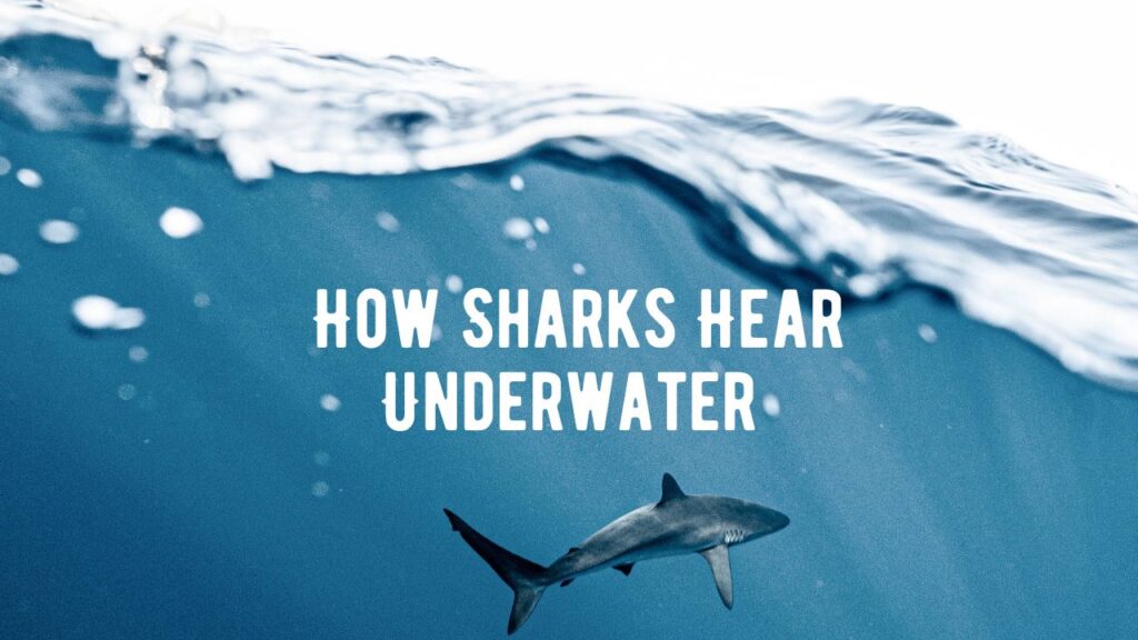 Shark Truth - We Talk Sharks