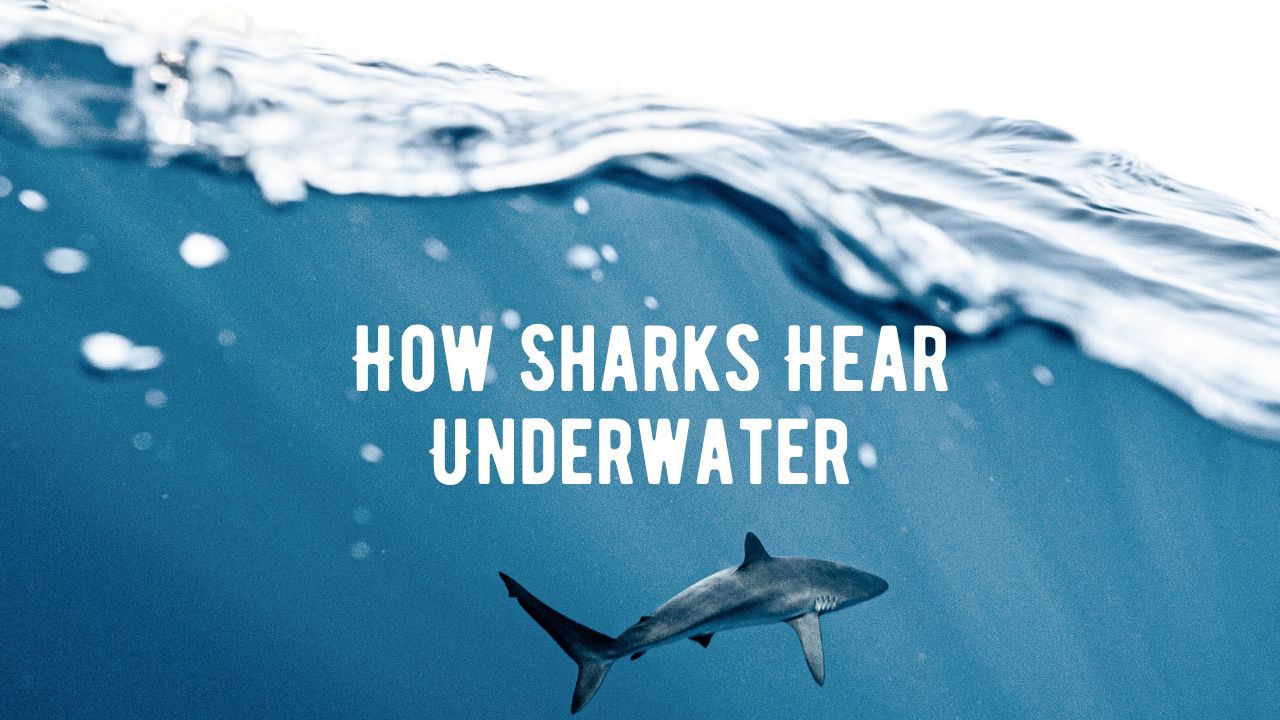 Do Sharks Have Ears Exploring How Sharks Hear Underwater