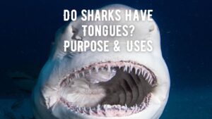 Do Sharks Have Tongues Purpose and Uses