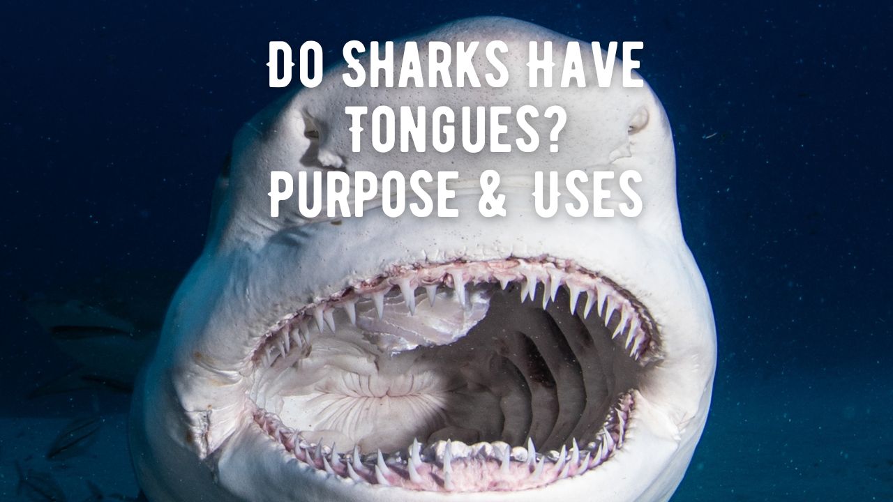 Do Sharks Have Tongues Purpose and Uses