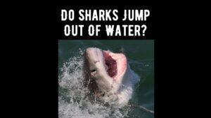 Do Sharks Jump Out Of The Water Which Ones and Why