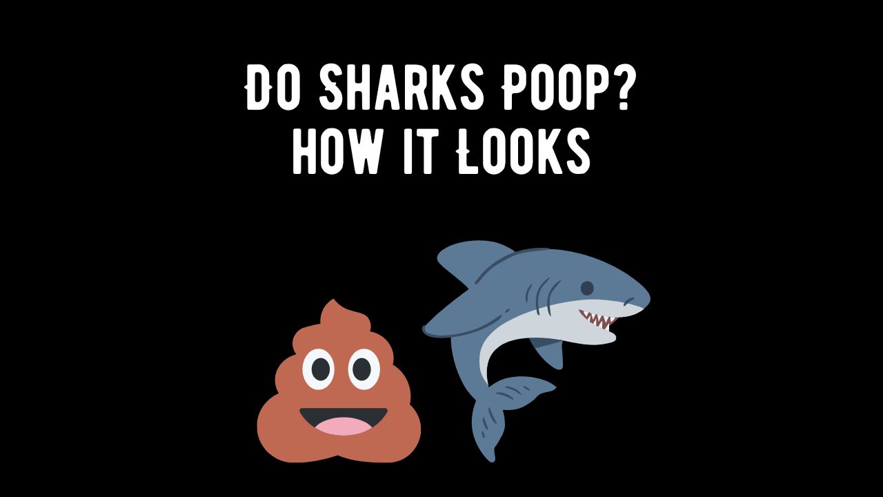 Do Sharks Poop What Does Shark Poop Looks Like