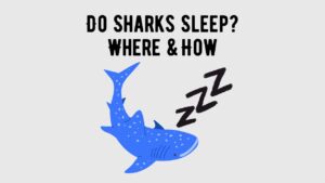 Do Sharks Sleep Where and For How Long