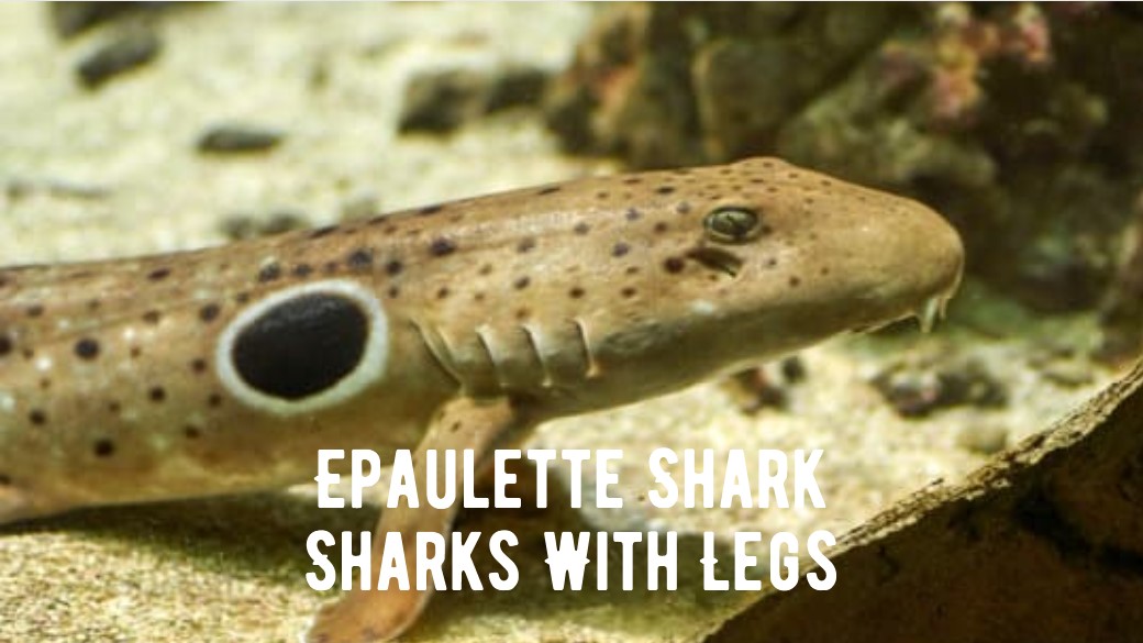 Are There Sharks With Legs? Epaulette Shark Facts