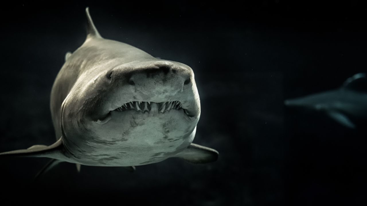 20 Interesting Facts About the Great White Shark - Shark Truth