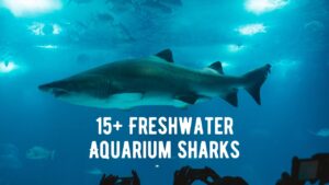 Freshwater Aquarium Sharks