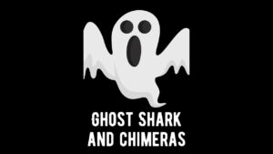 When is a Shark Not a Shark? Ghost Shark Facts