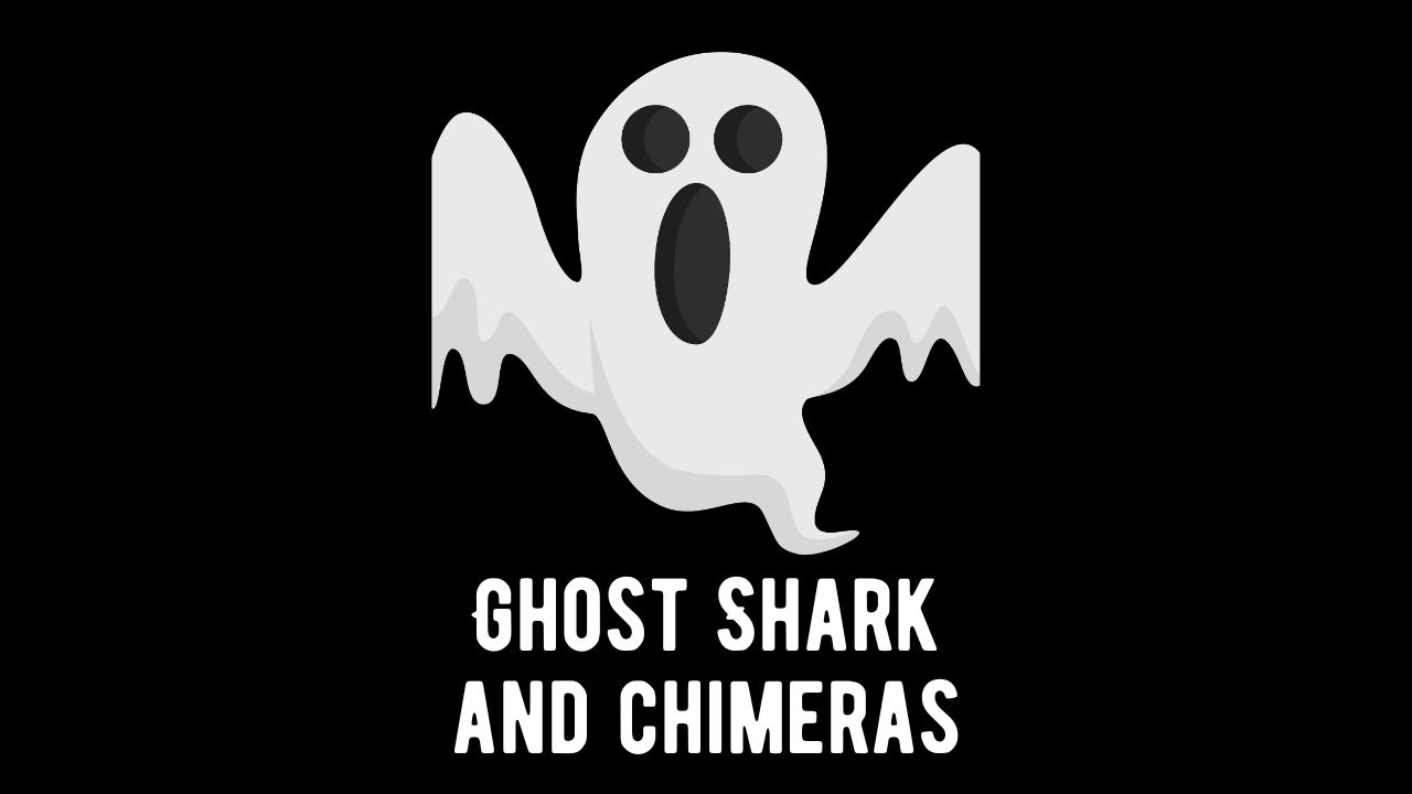 When is a Shark Not a Shark? Ghost Shark Facts