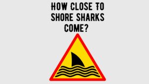 How Close To Shore Do Sharks