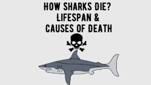 How Do Sharks Die Lifespan and Causes of Death