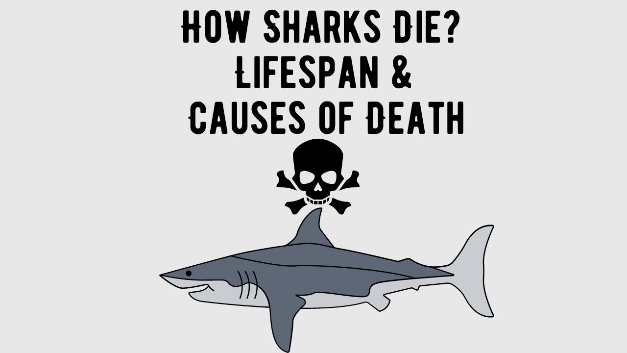 How Do Sharks Die Lifespan and Causes of Death