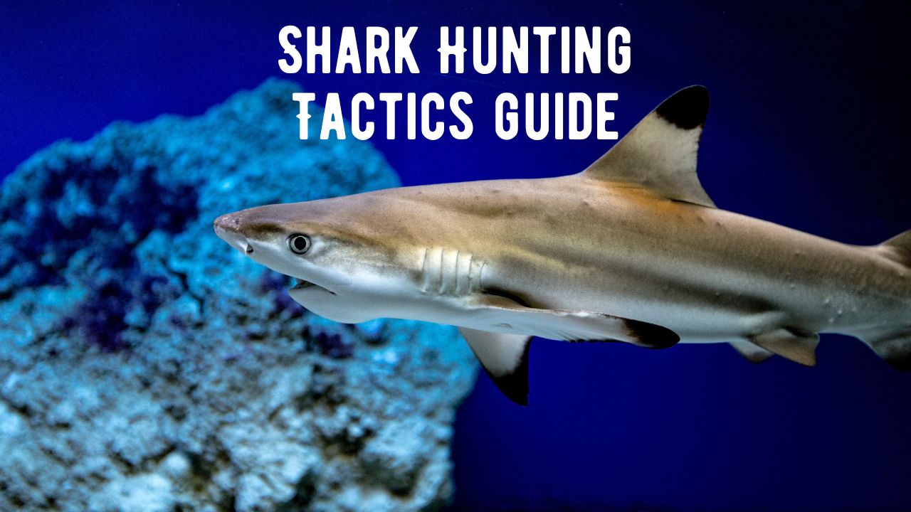 How Do Sharks Hunt? 10 Shark Hunting Tactics