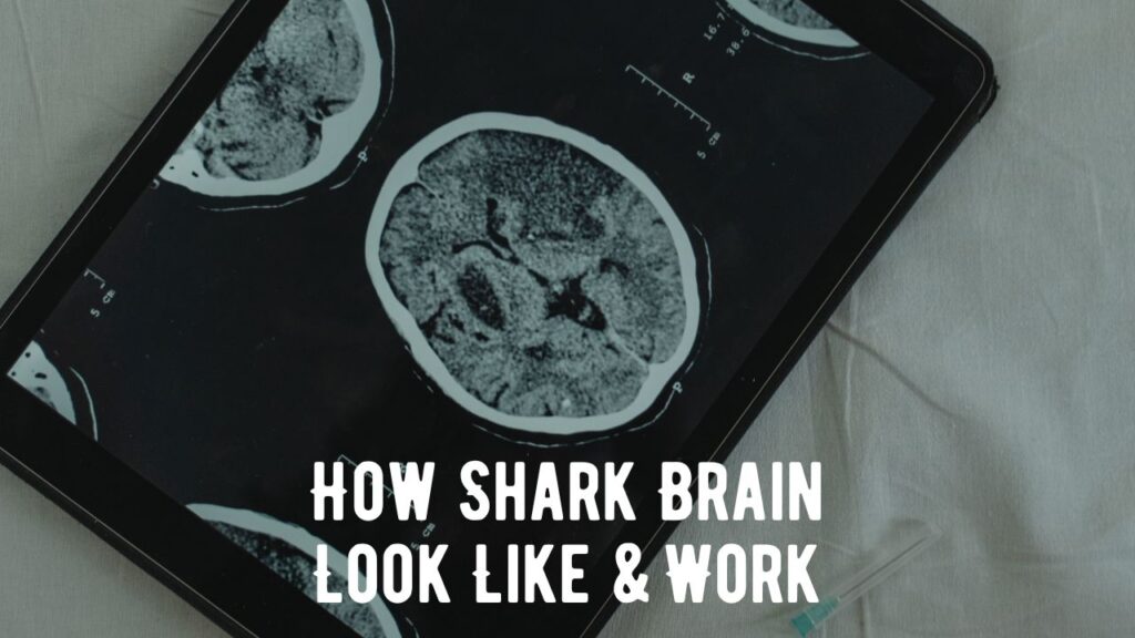 How Does A Shark Brain Look Like and Work? - Shark Truth