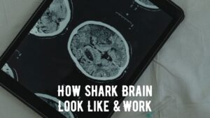 How Does A Shark Brain Look Like and Work