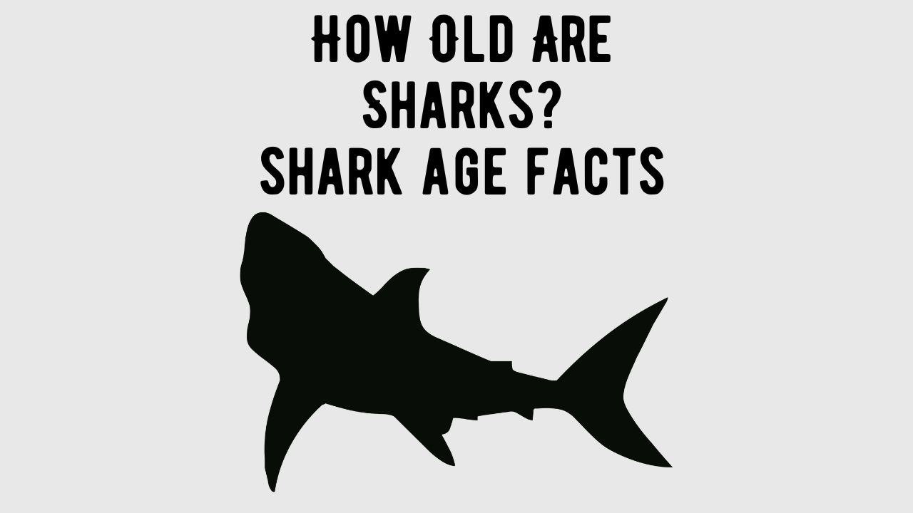 How Old Are Sharks Are Sharks Older Than Trees