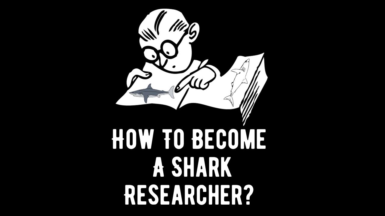 How To Become A Shark Researcher