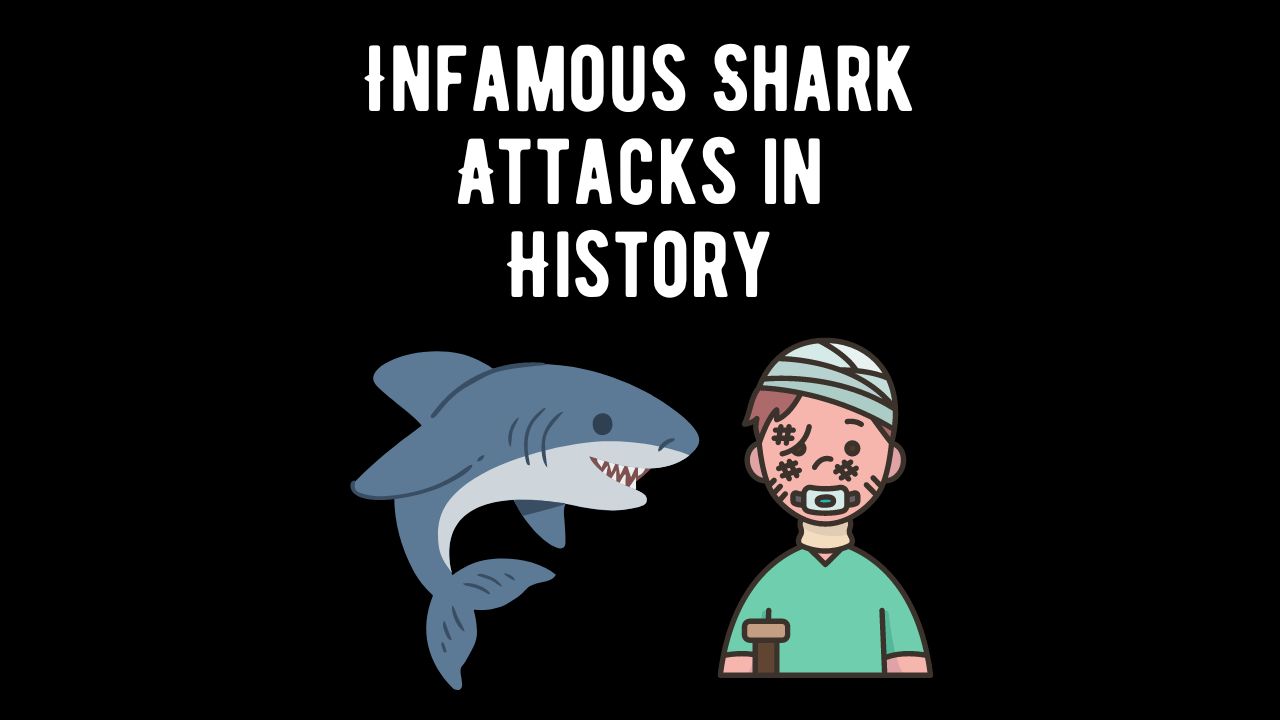 21 Most Infamous Shark Attacks in History