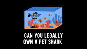 Is It Legal to Own a Pet Shark