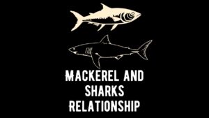 Mackerel and Sharks Relationship