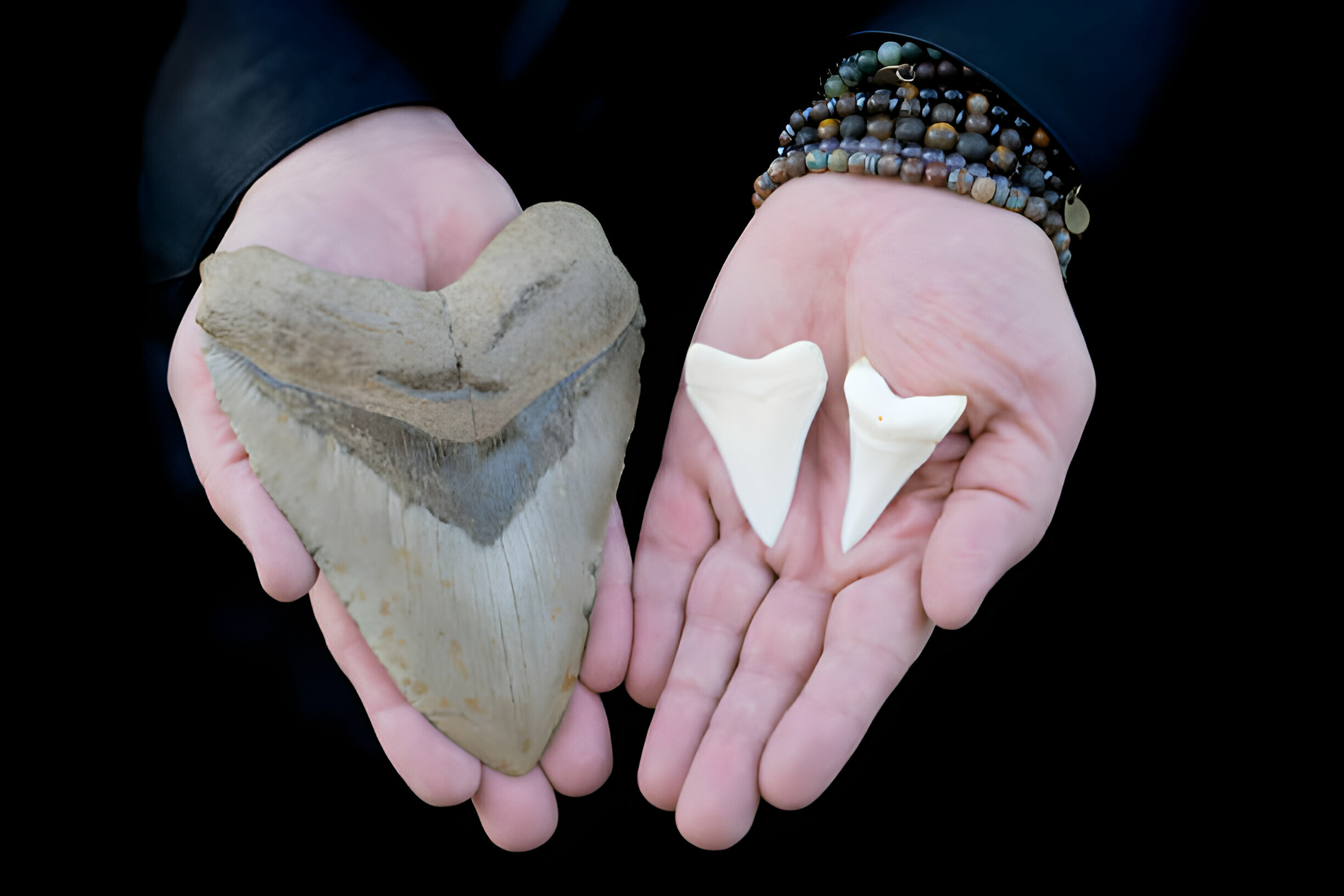 Megalodon Tooth Vs Shark Tooth