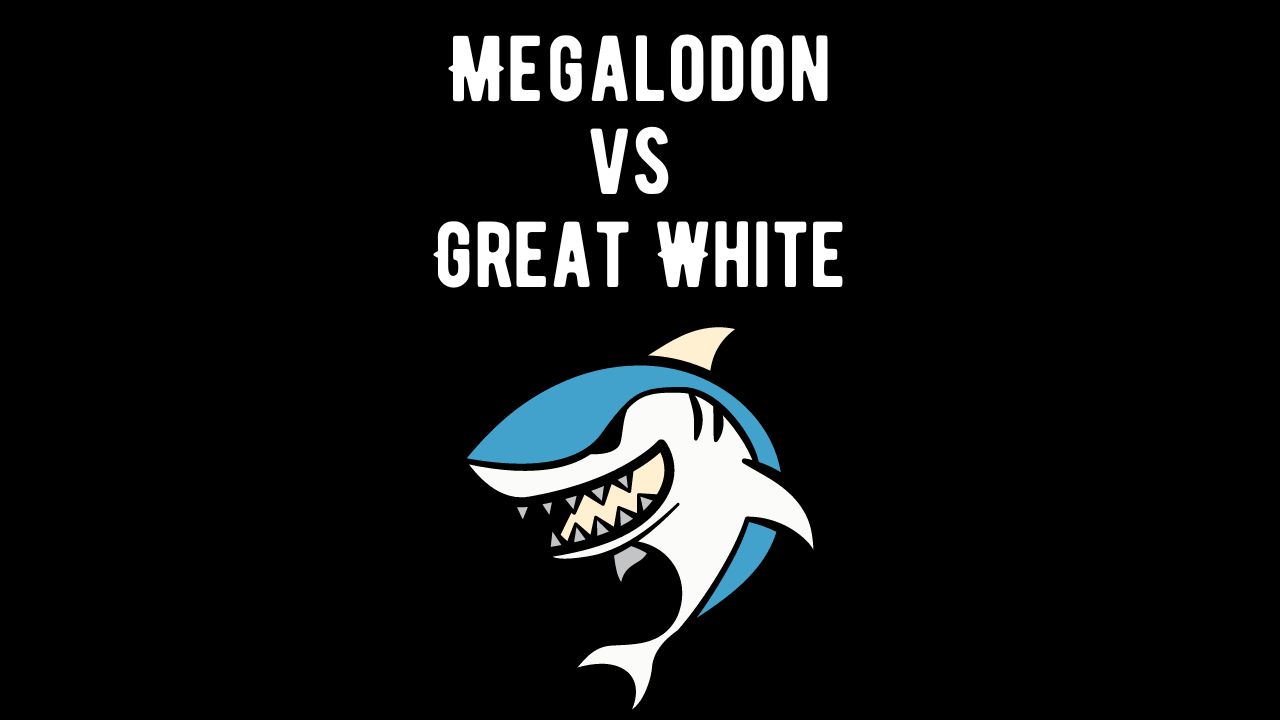 Megalodon vs Great White Shark: A Comparative Exploration - Shark Truth