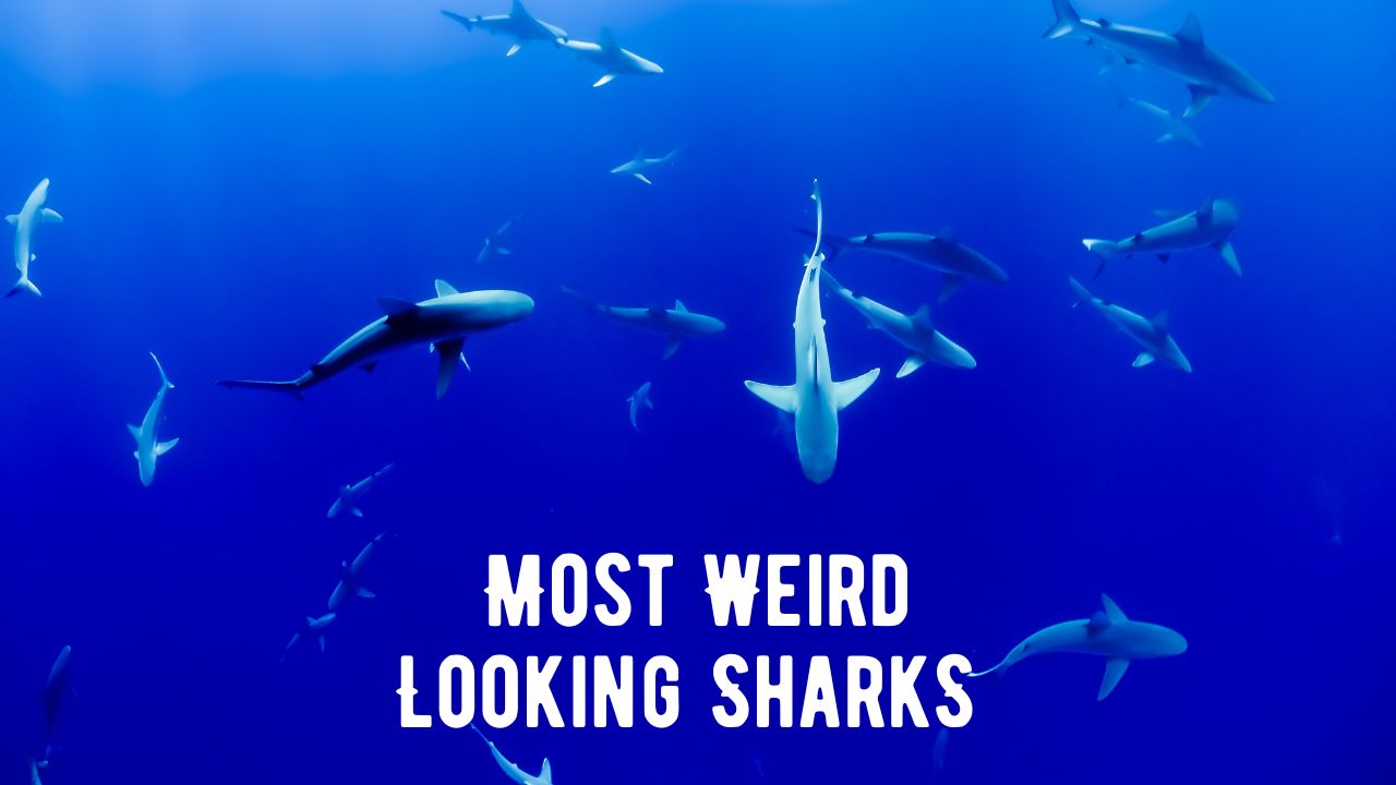 32 Most Weird Looking Shark Species