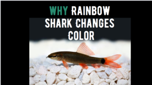 Reasons Why Rainbow Shark Changes Color