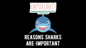 10 Reasons Why Are Sharks Important To Us