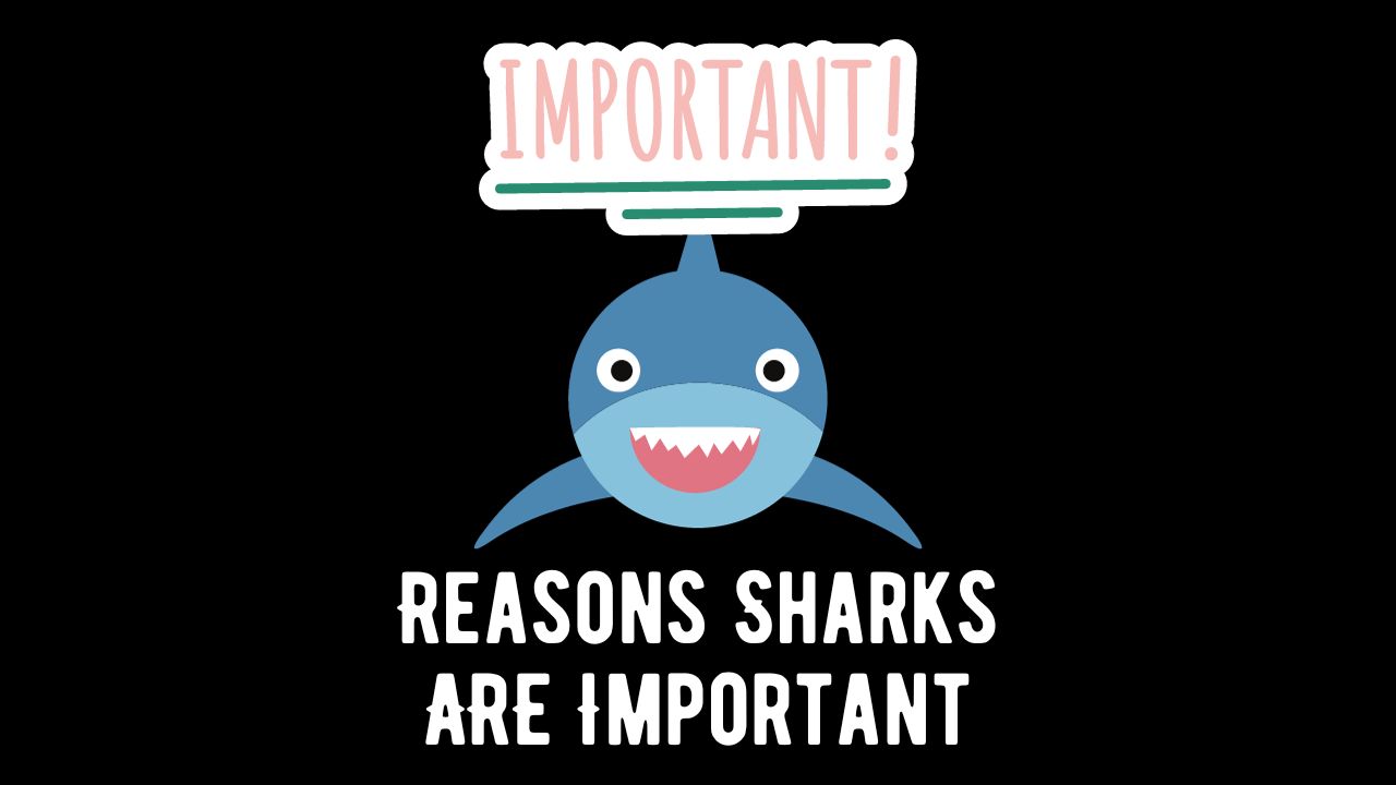 10 Reasons Why Are Sharks Important To Us