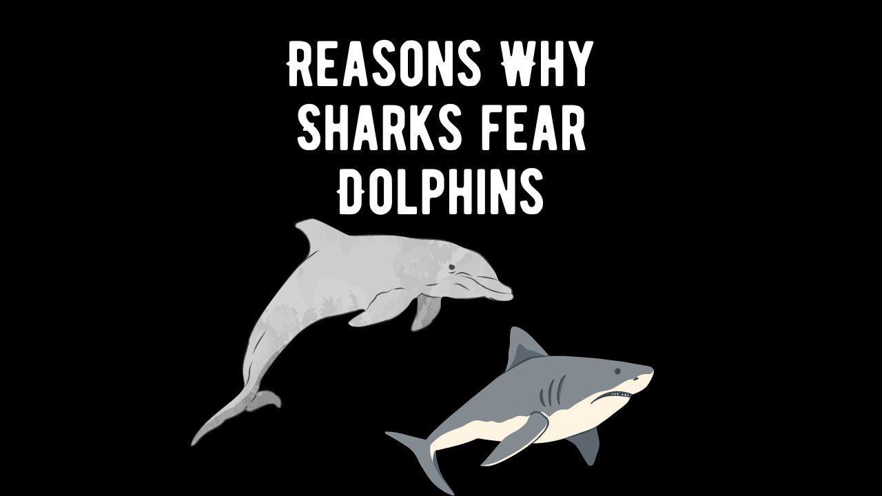 10 Logical Reasons Why Sharks Are Afraid of Dolphins