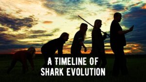 A Timeline Of Shark Evolution