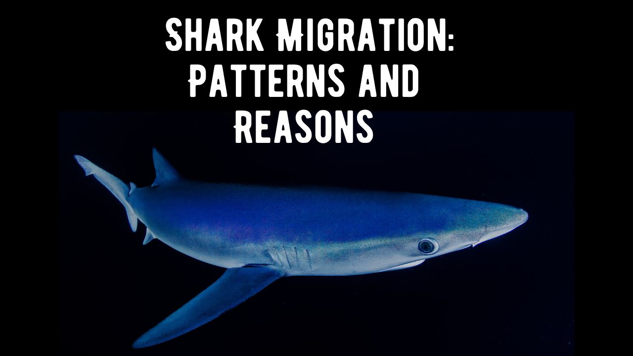 Understanding Shark Migration Patterns, Reasons