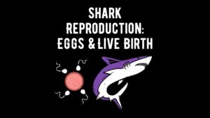 Shark Reproduction