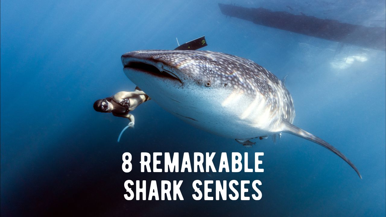 Shark Senses