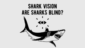 Shark Vision - Can Sharks See